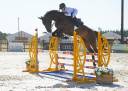 Caballo castrado Silla Franc&eacute;s En venta 2020 Negro