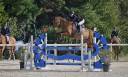 Caballo castrado Silla Franc&eacute;s En venta 2014 Bayo