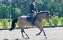 Caballo de Salto 