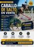 Caballo de Salto 