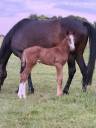 Caballo entero Silla Franc&eacute;s En venta 2026 Alaz&aacute;n por check in