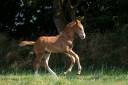 Caballo entero Silla Franc&eacute;s En venta 2026 Alaz&aacute;n por check in