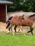 Caballo entero Zangersheide En venta 2026 Bayo por Cashpaid