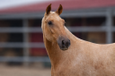 Potro PRE Pura Raza Espa&ntilde;ola En venta 2025 Palomino por MALVERDE FP