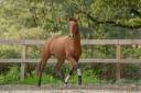 Caballo castrado Lusitano En venta 2019 Bayo