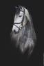 Caballo castrado Lusitano En venta 2021 Tordo