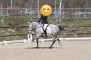 Caballo castrado PFS Poni Fran&ccedil;&eacute;s de Silla En venta 2018 Tordo por Up Market