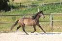 Caballo entero PRE Pura Raza Espa&ntilde;ola En venta 2023 Tordo por GUAPO DE LA COMBE