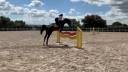 Caballo Joven Gran Potencial