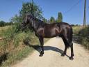 Caballo entero PRE Pura Raza Espa&ntilde;ola En venta 2019 Negro