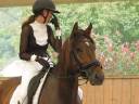 Caballo castrado Franca-Monta&ntilde;a En venta 2018 Bayo