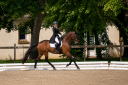 Caballo castrado Hannoveriano En venta 2017 Bayo moreno