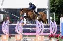 Caballo castrado BWP Caballo de Sangre Belga En venta 2017 Bayo por UNTOUCHABLE