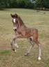 Caballo entero Welsh Poni (Secci&oacute;n D), Welsh Cob  En venta 2025 Bayo moreno por Jon Snow Dragwyddol