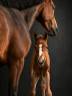 Yegua sBs Caballo de Deporte Belga En venta 2020 Bayo por Jasco du Bourbecq
