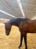 Caballo castrado sBs Caballo de Deporte Belga En venta 2023 Bayo moreno por Dollar du Rouet