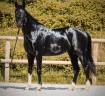 Caballo entero AES Anglo European Studbook En venta 2022 Negro por FOR FERRERO