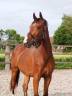 Caballo castrado Oldenburgu&eacute;s En venta 2023 Bayo