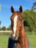 Caballo castrado Silla Franc&eacute;s En venta 2011 Alaz&aacute;n