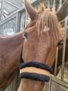 Caballo castrado Trot&oacute;n Franc&eacute;s En venta 2019 Alaz&aacute;n