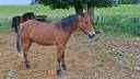 Caballo castrado New Forest En venta 2025 Bayo por LUX DU BOIS BOURDIN
