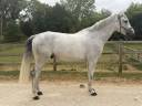 Caballo castrado Zangersheide En venta 2018 Tordo por CORNET OBOLENSKY