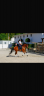 Caballo hispano&aacute;rabe 