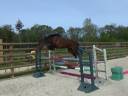 Caballo castrado Silla Franc&eacute;s En venta 2022 Bayo por DOLLAR DU ROUET, SF