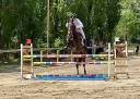 Caballo castrado Hannoveriano En venta 2021 Bayo moreno