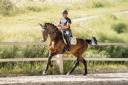 Yegua KWPN Caballo de Deporte Neerland&eacute;s En venta 2019 Bayo moreno