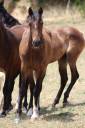 Caballo castrado PRE Pura Raza Espa&ntilde;ola En venta 2025 Bayo moreno
