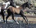 Potro Paint Horse En venta 2026 Negro