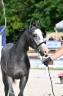 Caballo entero PFS Poni Fran&ccedil;&eacute;s de Silla En venta 2025 Tordo