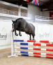 Potranca PFS Poni Fran&ccedil;&eacute;s de Silla En venta 2023 Tordo