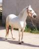 Caballo castrado Camargue En venta 2023 Tordo por Reine des Fa&iuml;sses