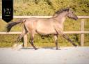 Potranca KWPN Caballo de Deporte Neerland&eacute;s En venta 2024 Dun por Inefavel
