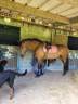 Caballo castrado Caballo de Silla En venta 2021 Bayo por Westide Mirah 2