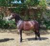 Yegua Connemara En venta 2019 Negro por TITUS DE LIAF