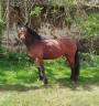 Caballo castrado Connemara En venta 2022 Bayo por TITUS DE LIAF