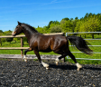 Caballo entero PFS Poni Fran&ccedil;&eacute;s de Silla En venta 2024 Bayo moreno