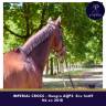Caballo castrado AQPS En venta 2018 Bayo moreno