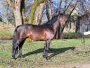Semental Connemara En venta 2015 Bayo