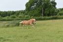 Yegua Haflinger En venta 2012 Alaz&aacute;n por liz Alcantara