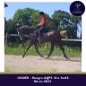 Caballo castrado AQPS En venta 2021 Tordo