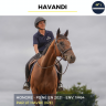 Caballo castrado Pura Sangre En venta 2021 Bayo