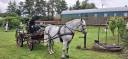 Caballo castrado Otra raza de Caballos En venta 2009 Tordo