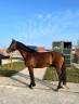 Caballo castrado Zangersheide En venta 2020 Bayo