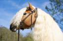 Santa cruz  - Haflinger 2018 por SULTAN