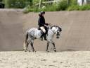 Caballo castrado PFS Poni Fran&ccedil;&eacute;s de Silla En venta 2016 Tordo por Golden hero 2