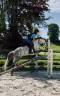 Caballo castrado PFS Poni Fran&ccedil;&eacute;s de Silla En venta 2016 Tordo por Golden hero 2